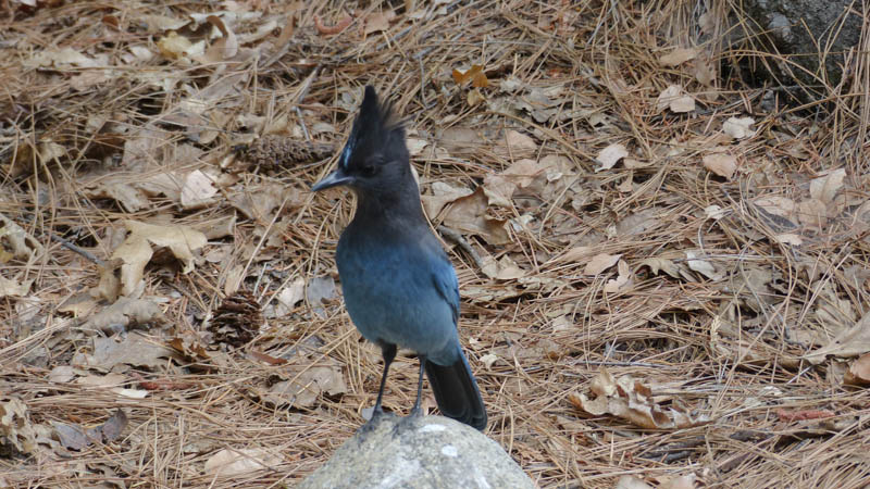 Yosemite NP Diademhäher