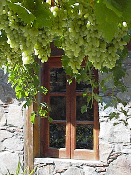 Wein