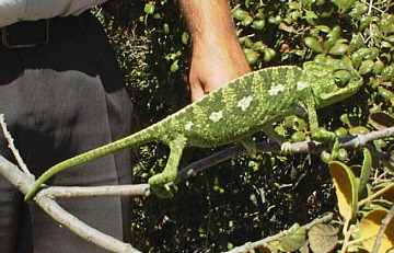 Cameleon