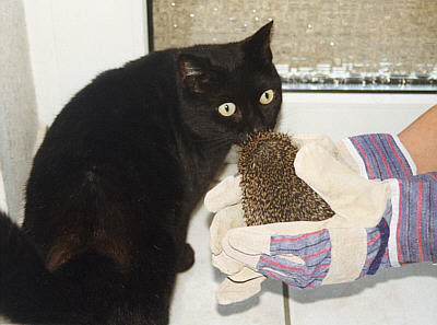 Mohrli und Igel Mcki