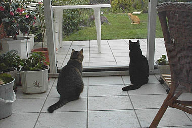 Quirli und Mohrli